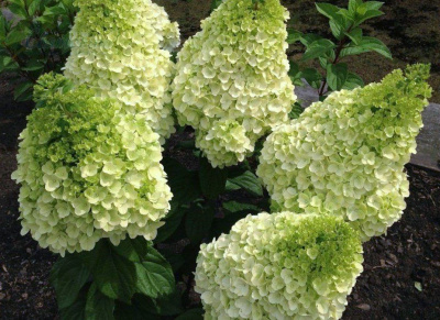 Мэджикал Килиманджаро