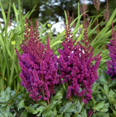 Астильба Вижнс ин ред