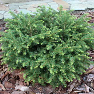 Нидиформис