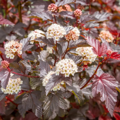 Пузыреплодник калинолистный