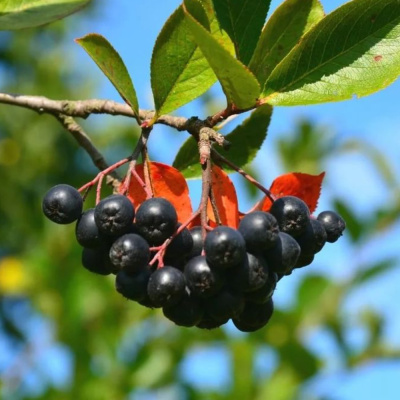 Арония (черноплодная рябина)