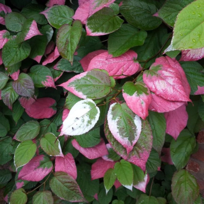 Актинидия мужская