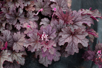 Плам Каскад