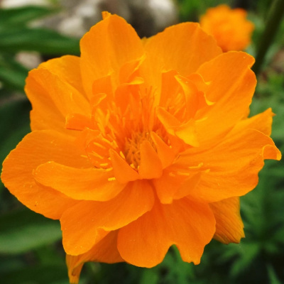 Купальница Оранж Принцесс