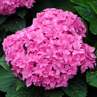 Гортензия крупнолистная You & Me Perfection (Ю энд Ми Перфекшен)