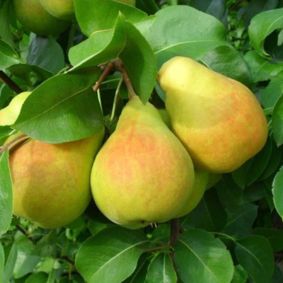 Память Жегалова