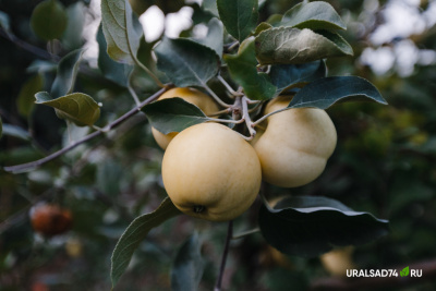 Белый налив