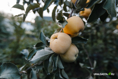 Белый налив